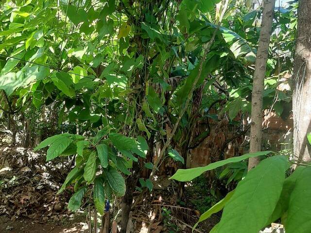 #145 - Casa para Venda em Ilhéus - BA - 3